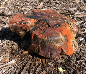 Image of Petrified wood - red, orange & black chunk 13 lb 5 oz