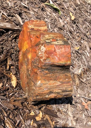 Image of Petrified wood - rainbow chunk 11 lb 5 oz