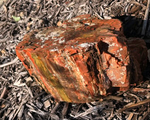 Image of Petrified wood - rainbow chunk 11 lb 5 oz