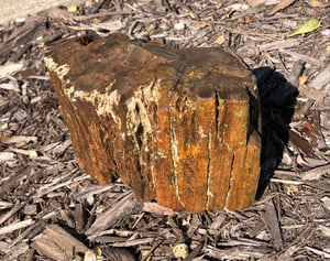 Image of Petrified wood -  full round brown 11 lb 1 oz