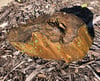Petrified wood -  full round brown 11 lb 1 oz