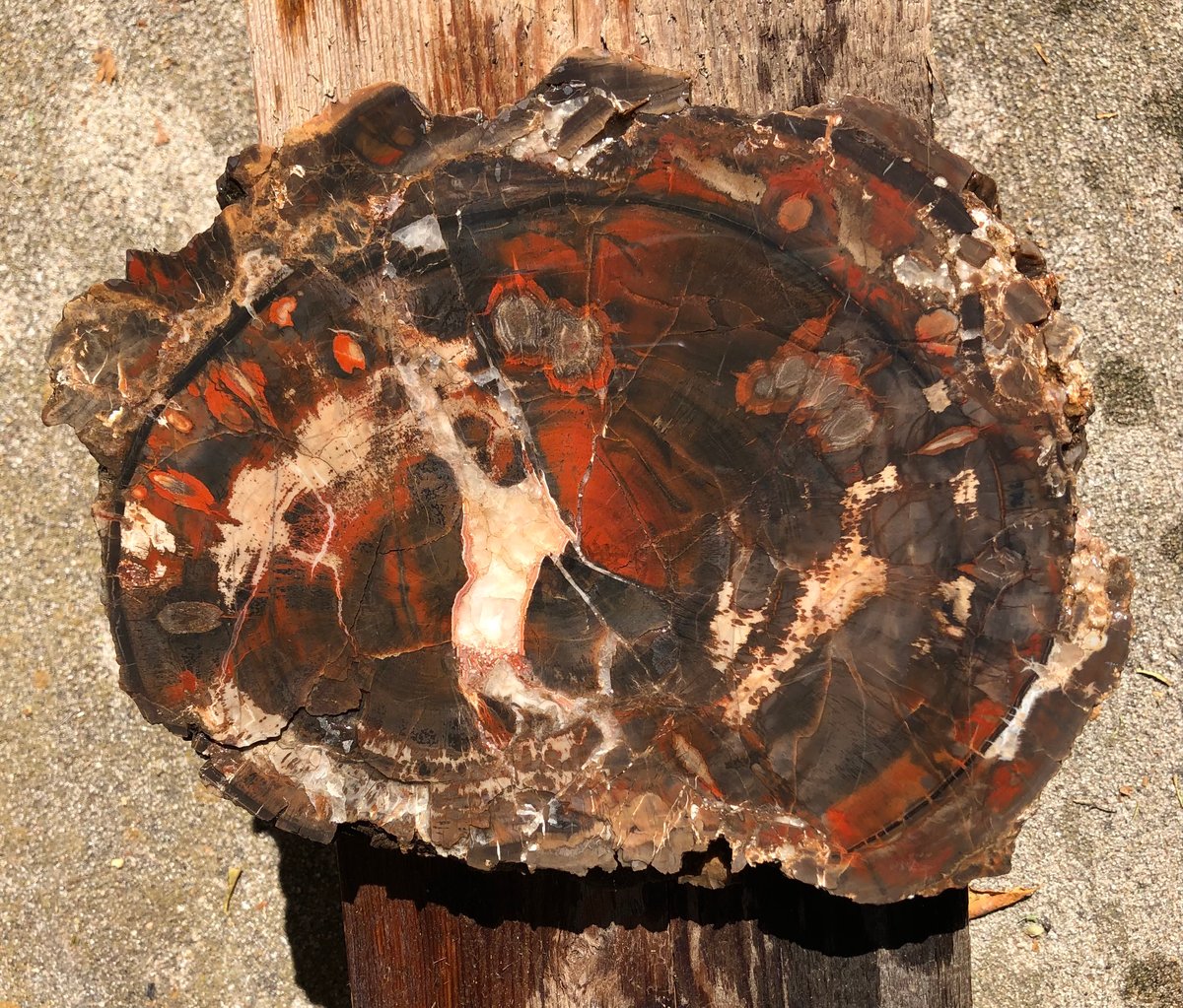 Petrified Wood Slab – FROM THE SOURCE