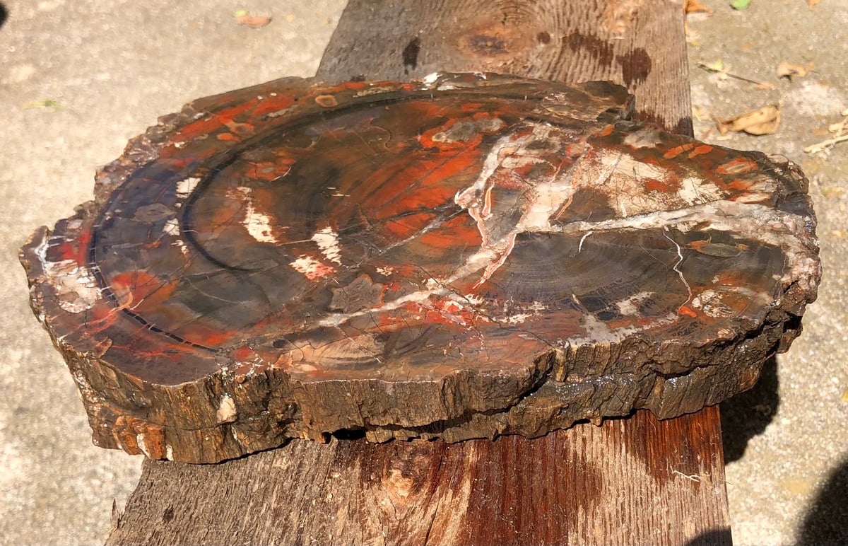 Image of Petrified wood - 9" full round slab 4 lb 13.4 oz