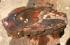 Petrified wood - 9" full round slab 4 lb 13.4 oz