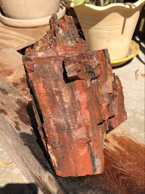 Image of Petrified wood - small log 7 lb 9.4 oz