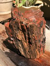 Petrified wood - small log 7 lb 9.4 oz