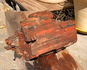 Image of Petrified wood - small log 7 lb 9.4 oz