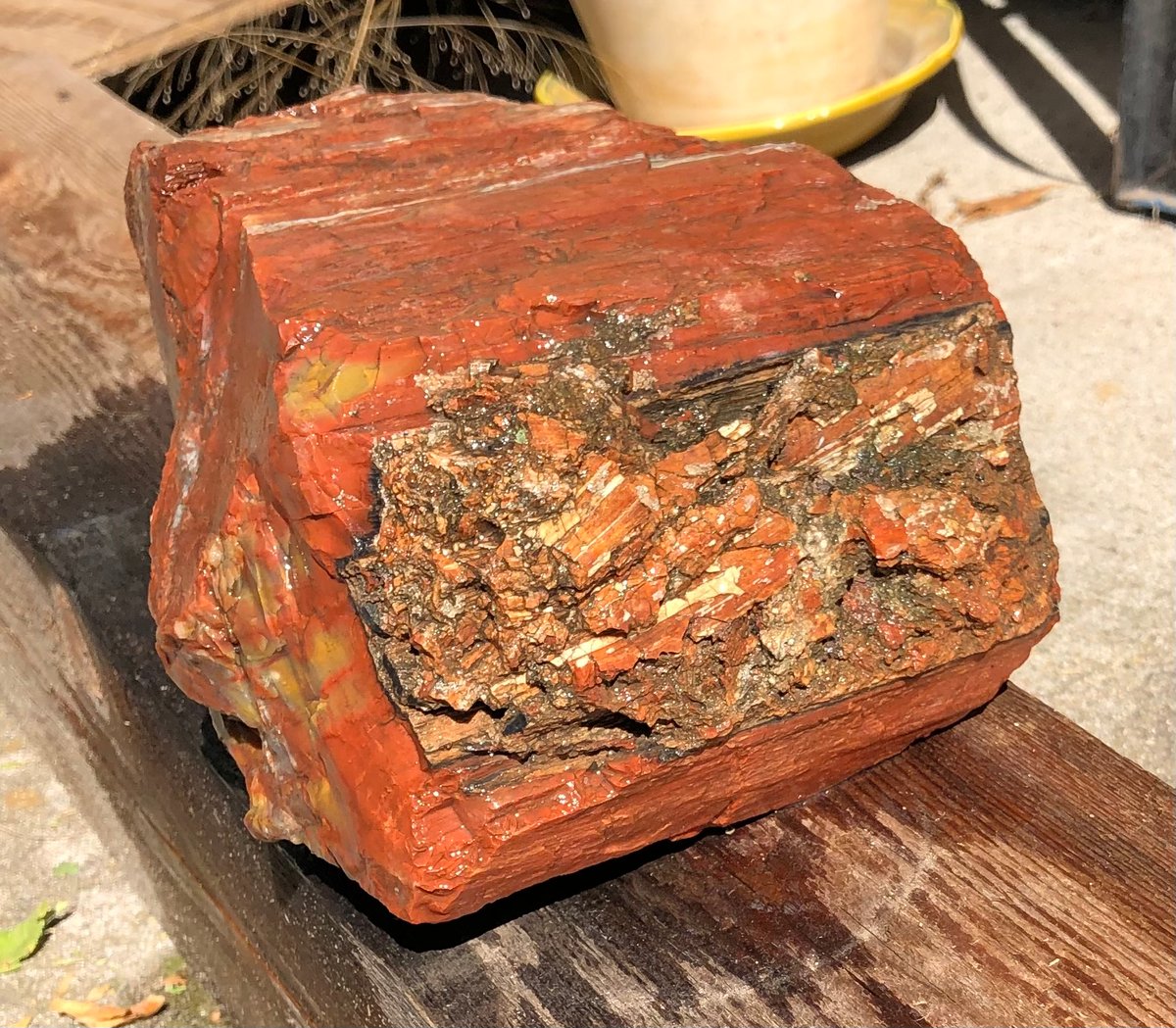 Image of Petrified wood - red & yellow 10 lb 5 oz