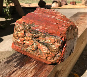Image of Petrified wood - red & yellow 10 lb 5 oz