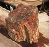 Petrified wood - nice rainbow chunk 11 lb 6 oz