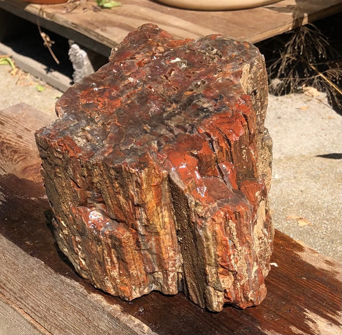 Image of Petrified wood - nice rainbow chunk 11 lb 6 oz