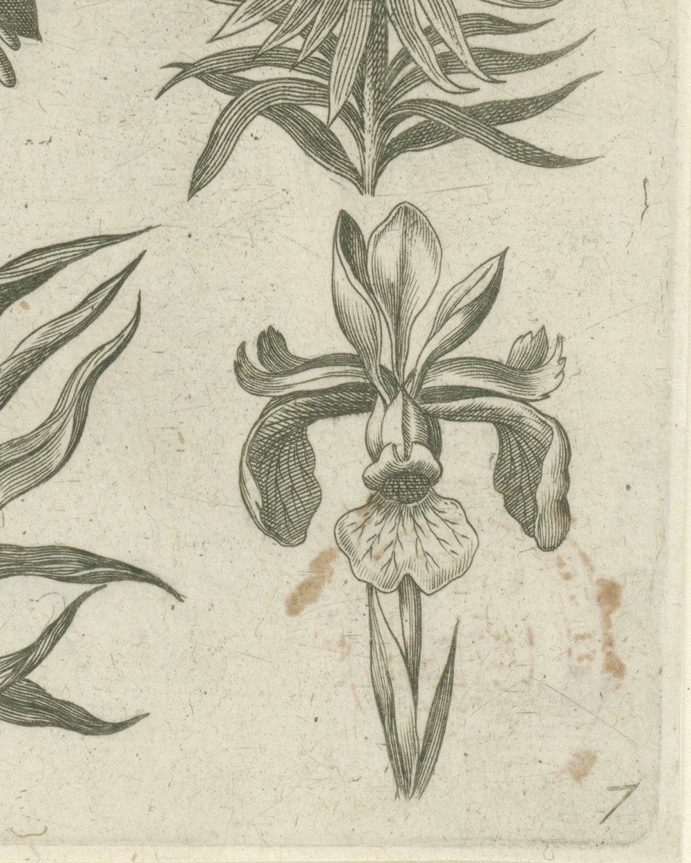 ''Emperor's crown, orchid and lilies of the valley'' (1570 - 1618)