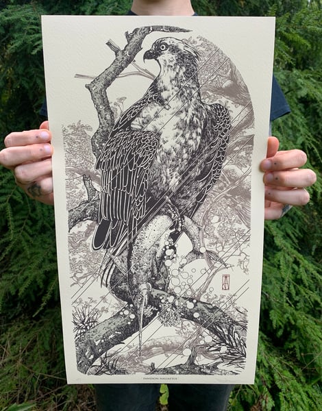 Image of Osprey ( Pandion haliaetus ) Print