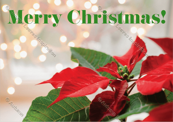 Image of C26 Merry Christmas Poinsettia 