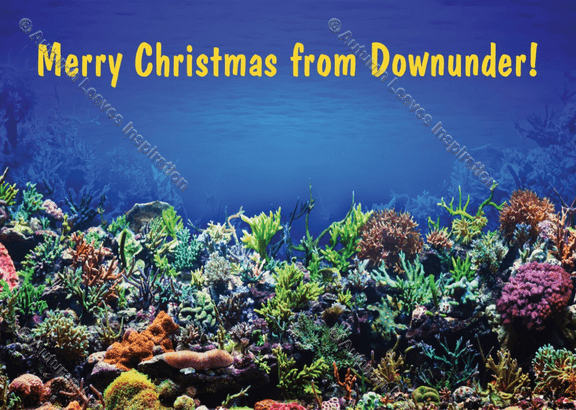 Image of C27 Coral Merry Christmas from Downunder 