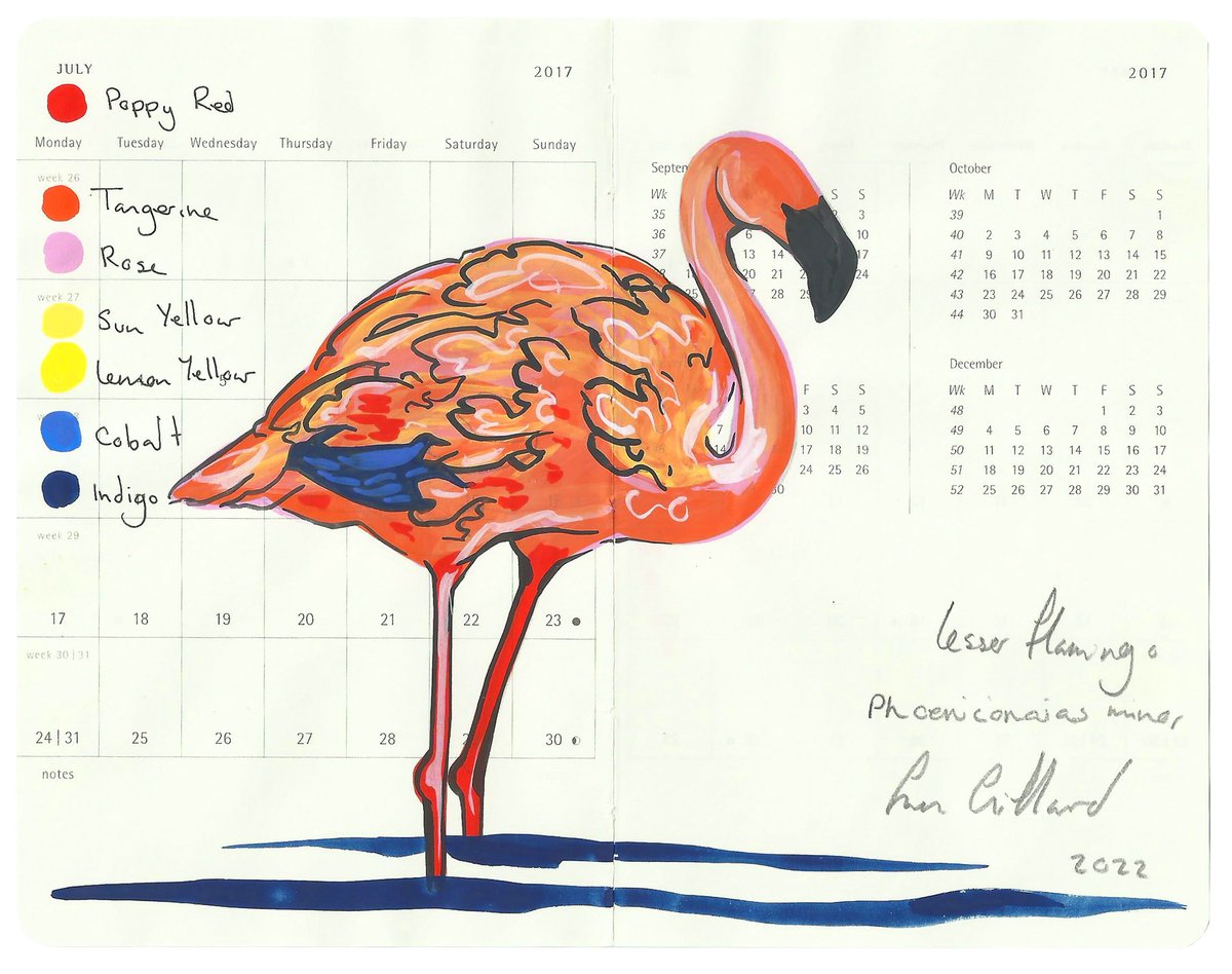 Image of Lesser Flamingo II