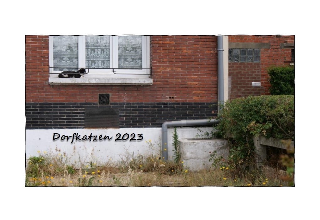 Image of Dorfkatzen 2023