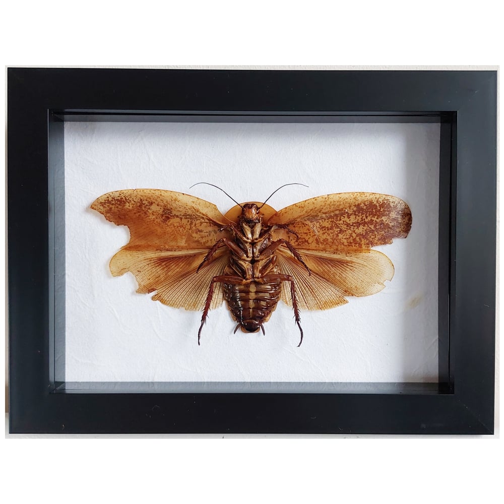 Image of Framed - Brazilian Giant Cave Cockroach
