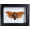 Framed - Brazilian Giant Cave Cockroach