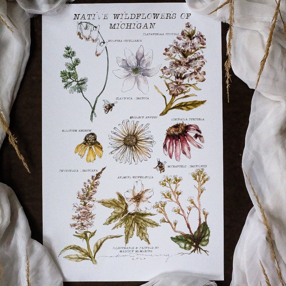 wildflowers of michigan | Madison Memering