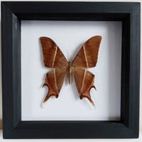 Framed - Tropical Swallowtail Moth