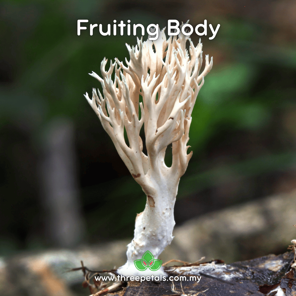 Forked Coral (Lentaria Surculus) Live Mycelium Mushroom Culture Spawn Seed