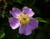 "Wild Rose with Friends" Print