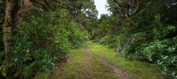 Image of Pollok Park 020