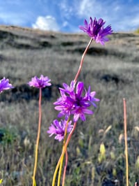Image 2 of Ookow : Dichelostemma congestum