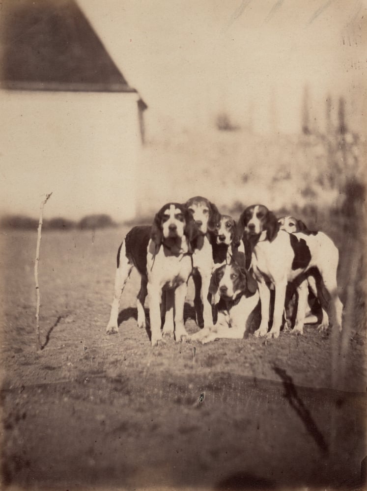 Image of Comte Alfred Odart de Parigny: pack of dogs, ca. 1862