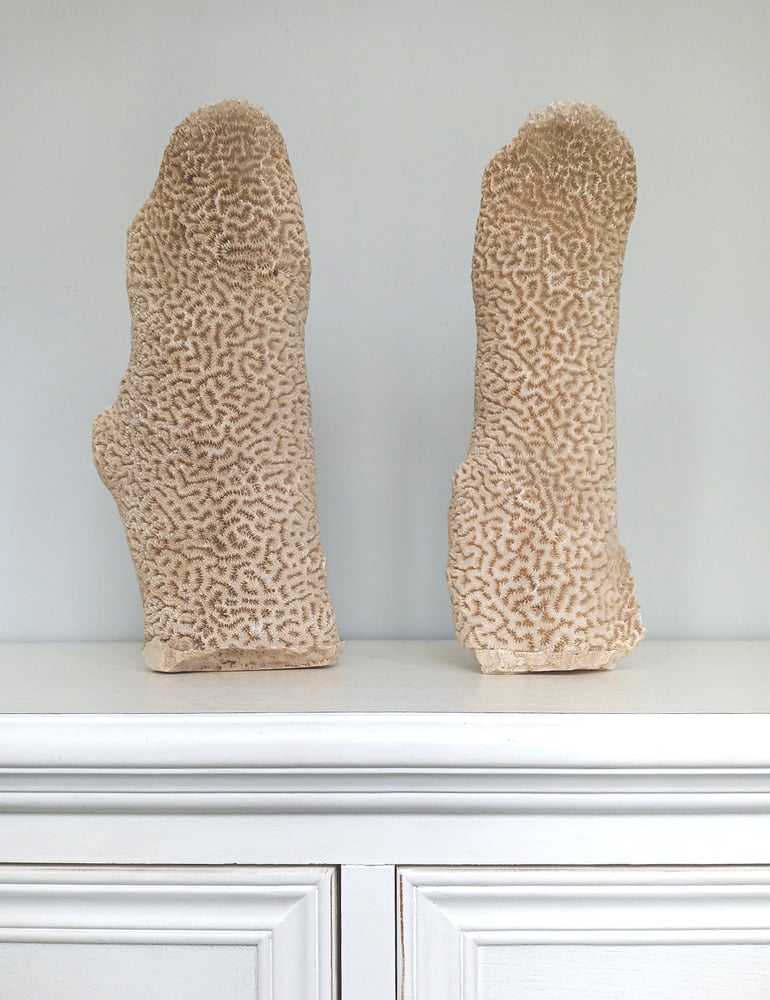 Image of A unique pair of natural standing brain coral obelisks