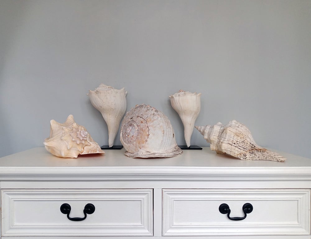 Image of A collection of five impressive Marine Mirabilia shells