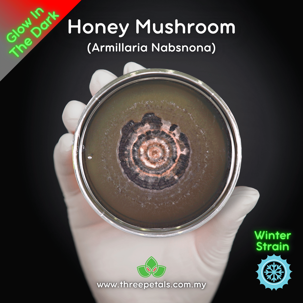 Honey Mushroom (Armillaria Nabsnona) Live Mycelium Mushroom Culture Spawn Seed