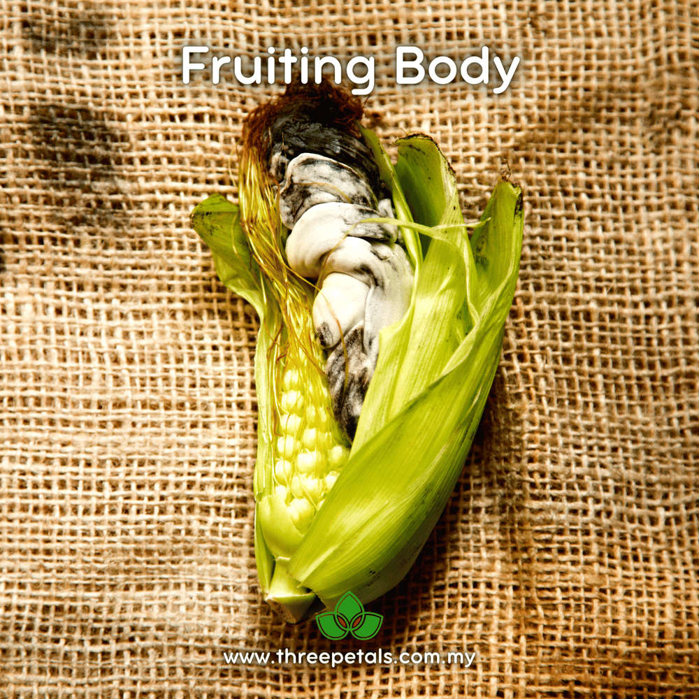 Huitlacoche (Ustilago Maydis) Live Mycelium Mushroom Culture Spawn Seed