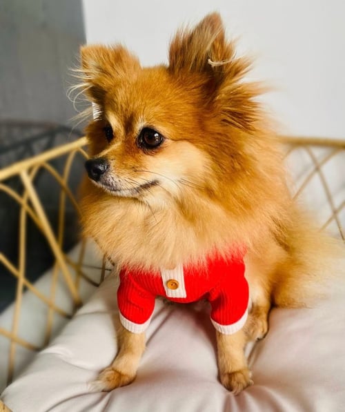 Image of Pet Sweater