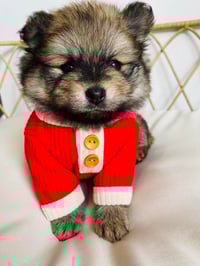 Image 2 of Pet Sweater