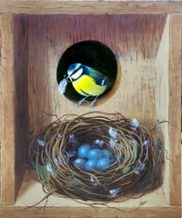 Image 5 of Secret Box - Blue Tit Nest