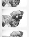 Wayfarer Style Pup shades