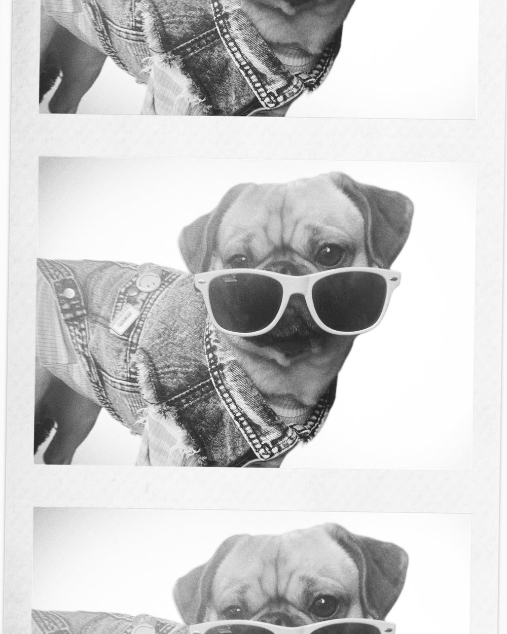 Wayfarer Style Pup shades