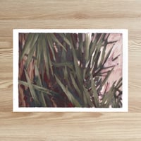 Image 3 of SISA SOLDATI - Glorious Yucca I