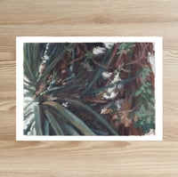 Image 3 of SISA SOLDATI - Glorious Yucca II