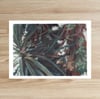 SISA SOLDATI - Glorious Yucca II