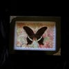 Papilio Polytes Butterfly - Pink Vintage Floral