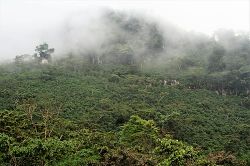 Image of Tz'ikin | Guatemala