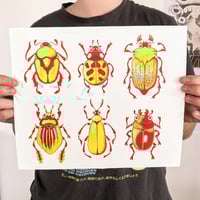 Image 4 of British Beetles - Large Screen Print