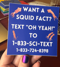 Image 1 of Squid Facts Hotline Sticker