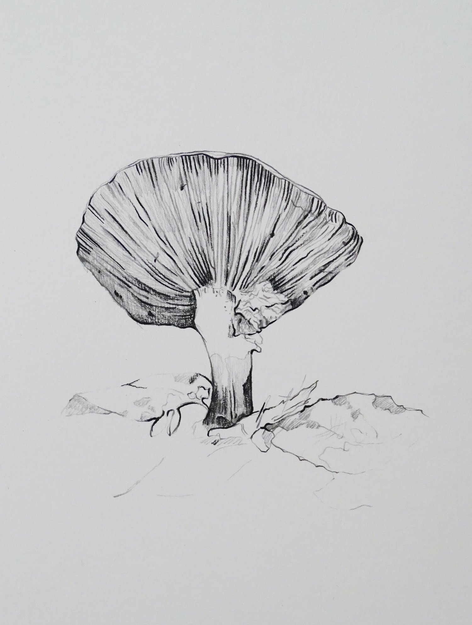Image of Mushroom #2