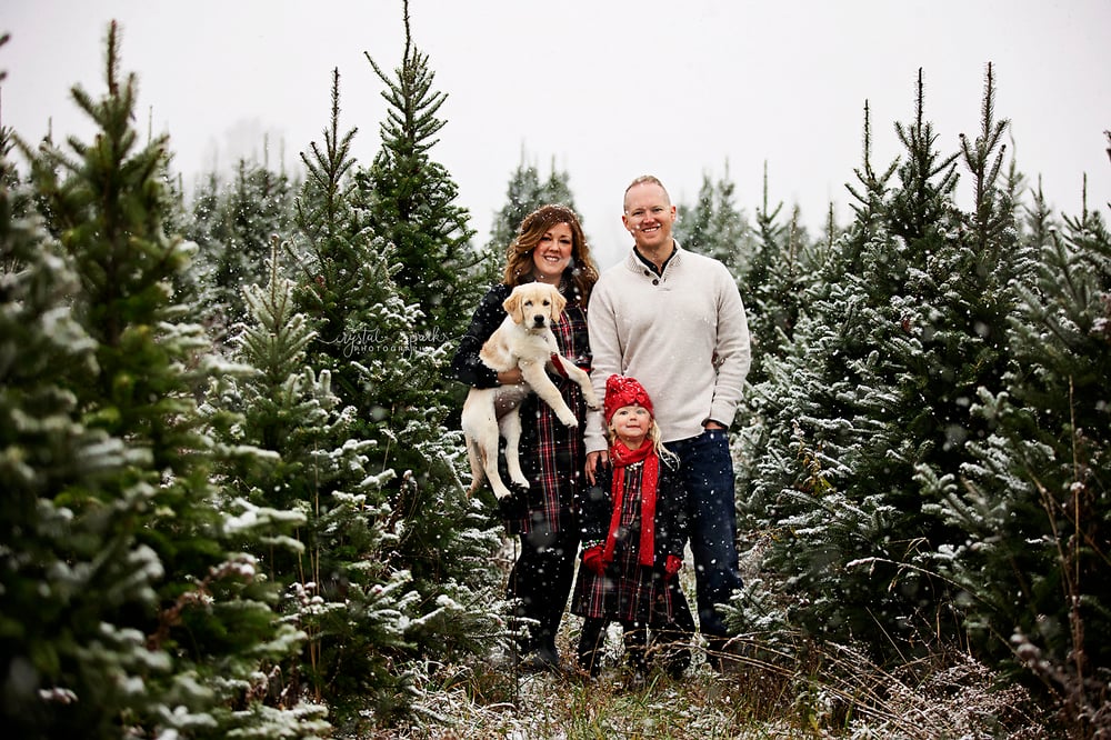 Image of Outdoor Christmas Pine Tree Bed Mini Sessions