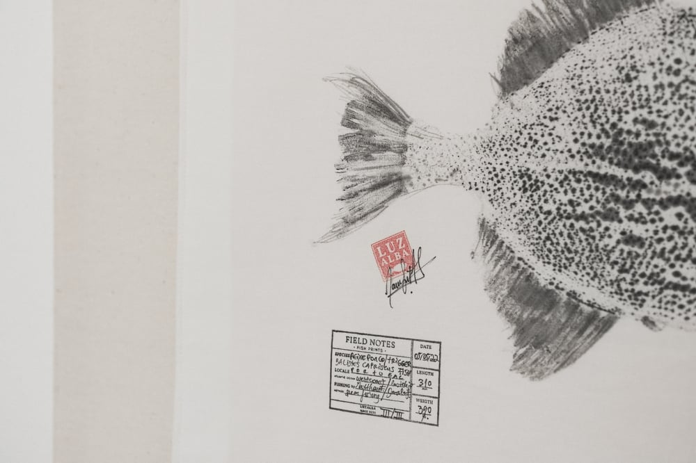 Image of Peixe porco | Trigger fish 