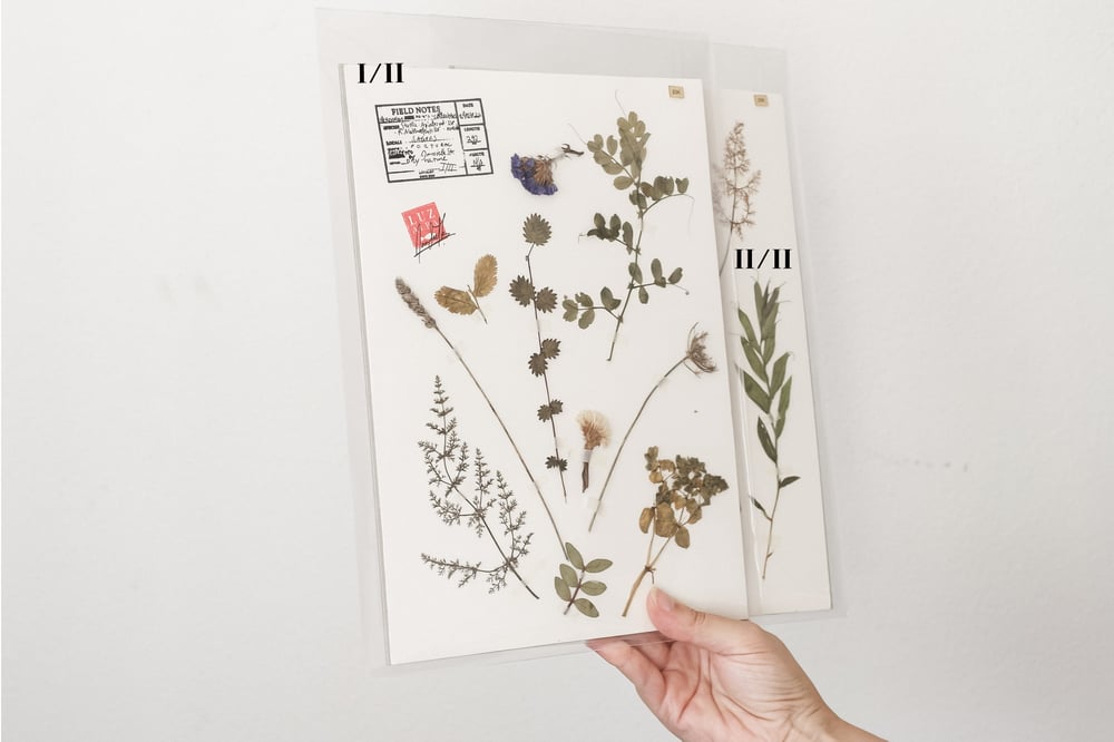 Image of Herbarium | originals